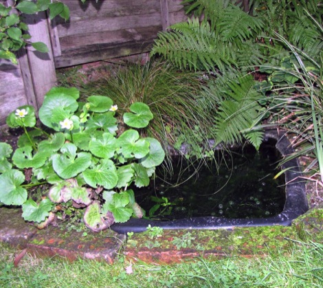 small garden food